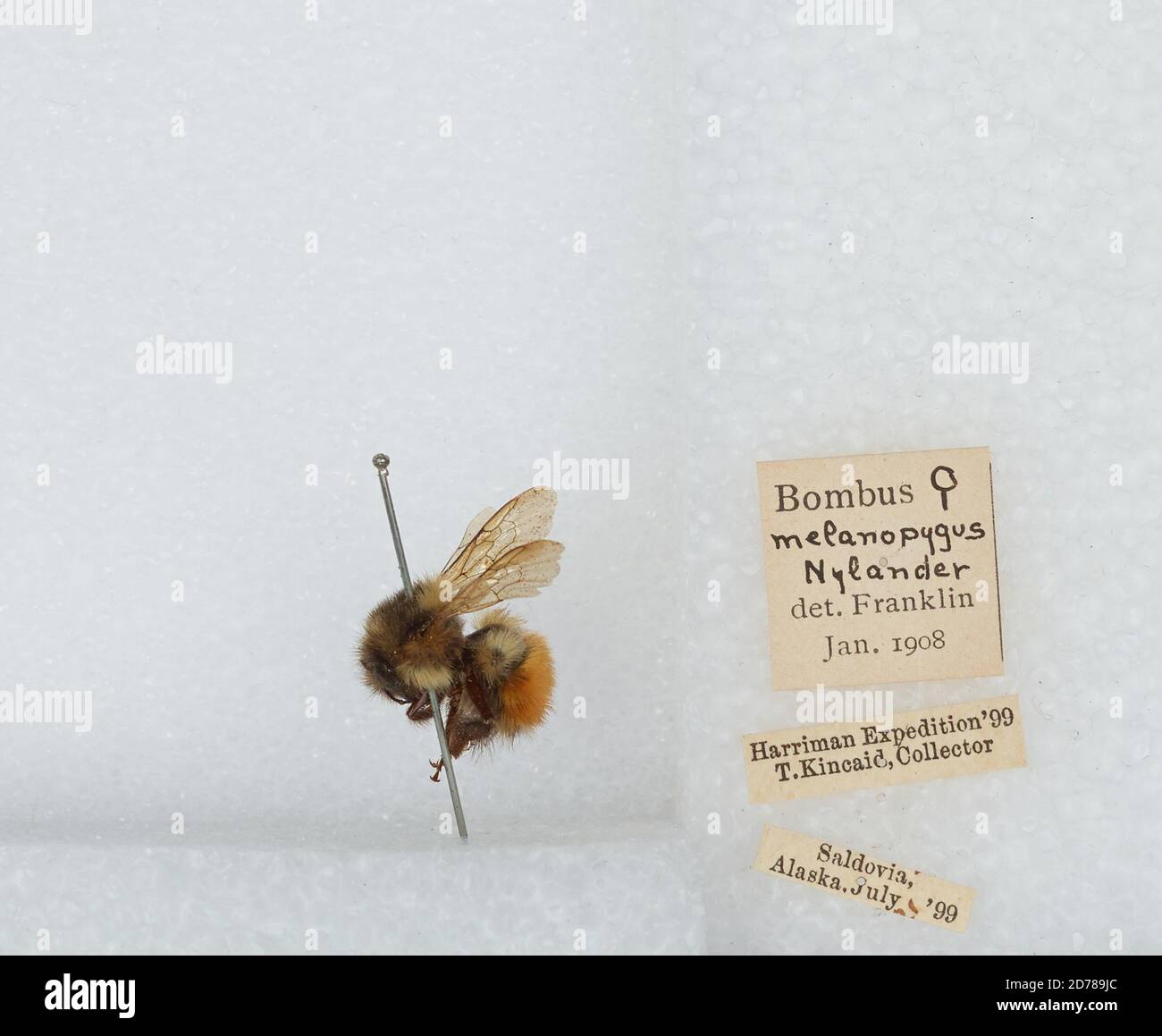 Kennai Insect Kenai Peninsula, Alaska, United States, Bombus (Pyrobombus) melanopygus ...