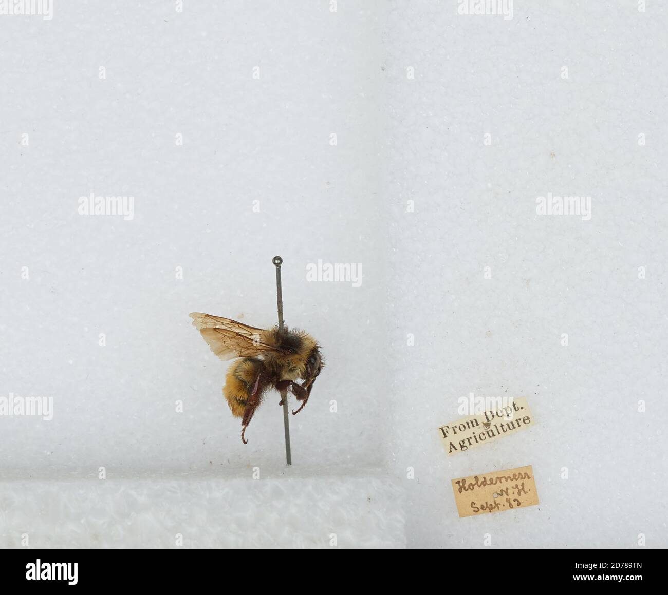 Holderness, Grafton, New Hampshire, United States, Bombus (Pyrobombus