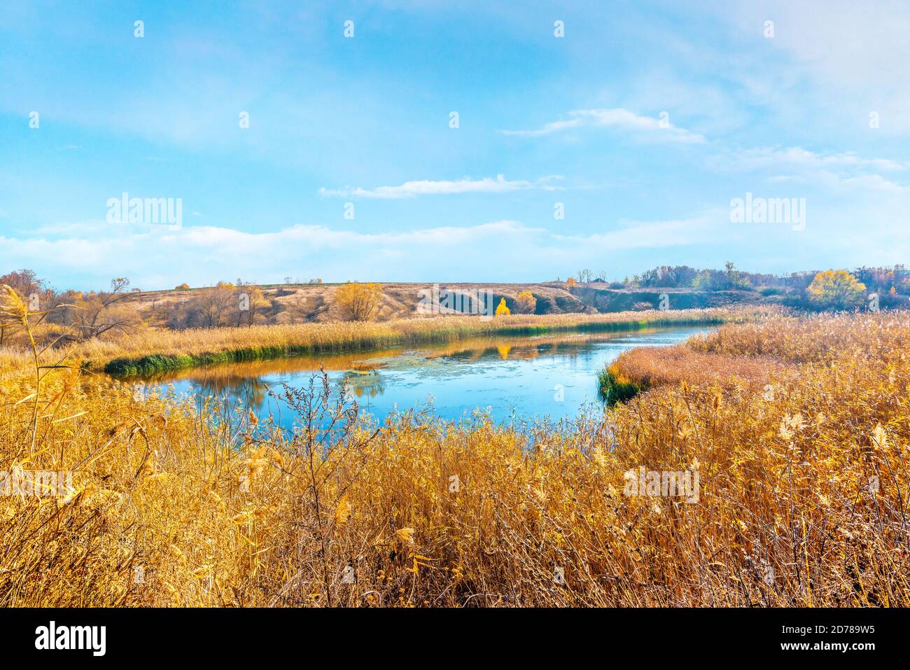 Dry reeds on river Stock Photo