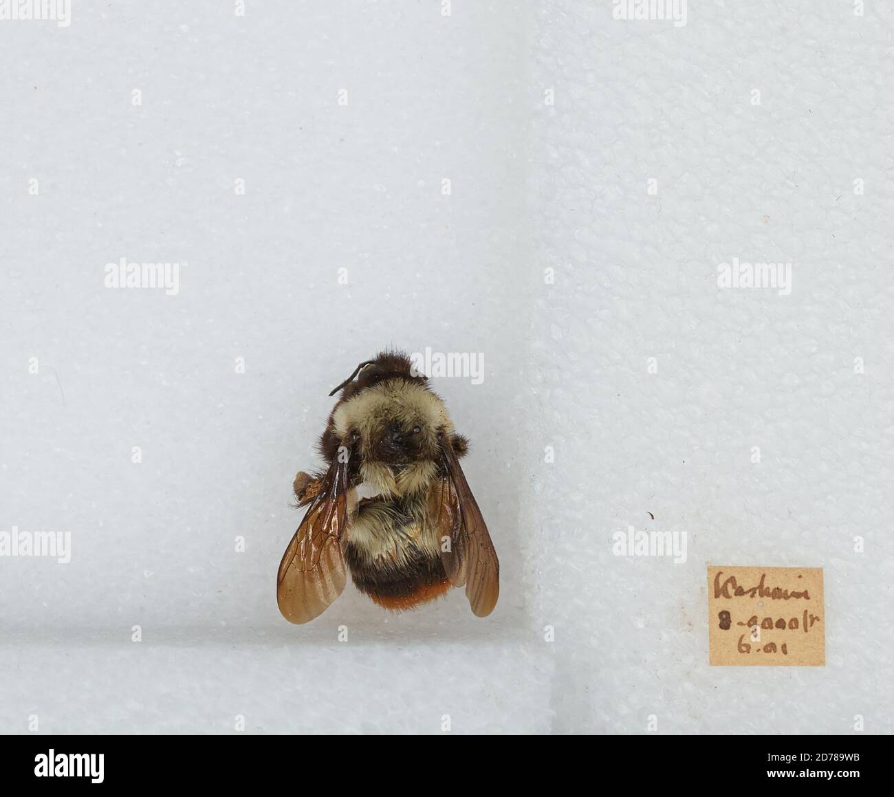 Kashmir, India, Bombus (Bombus) tunicatus Smith, Animalia, Arthropoda ...