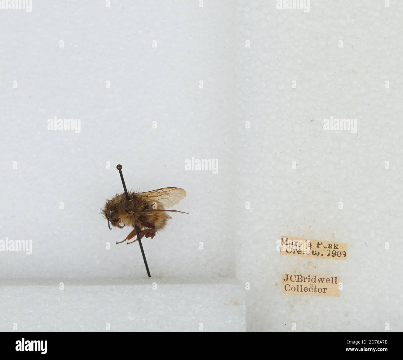 Mary's Peak, Benton, Oregon, United States, Bombus (Pyrobombus ...