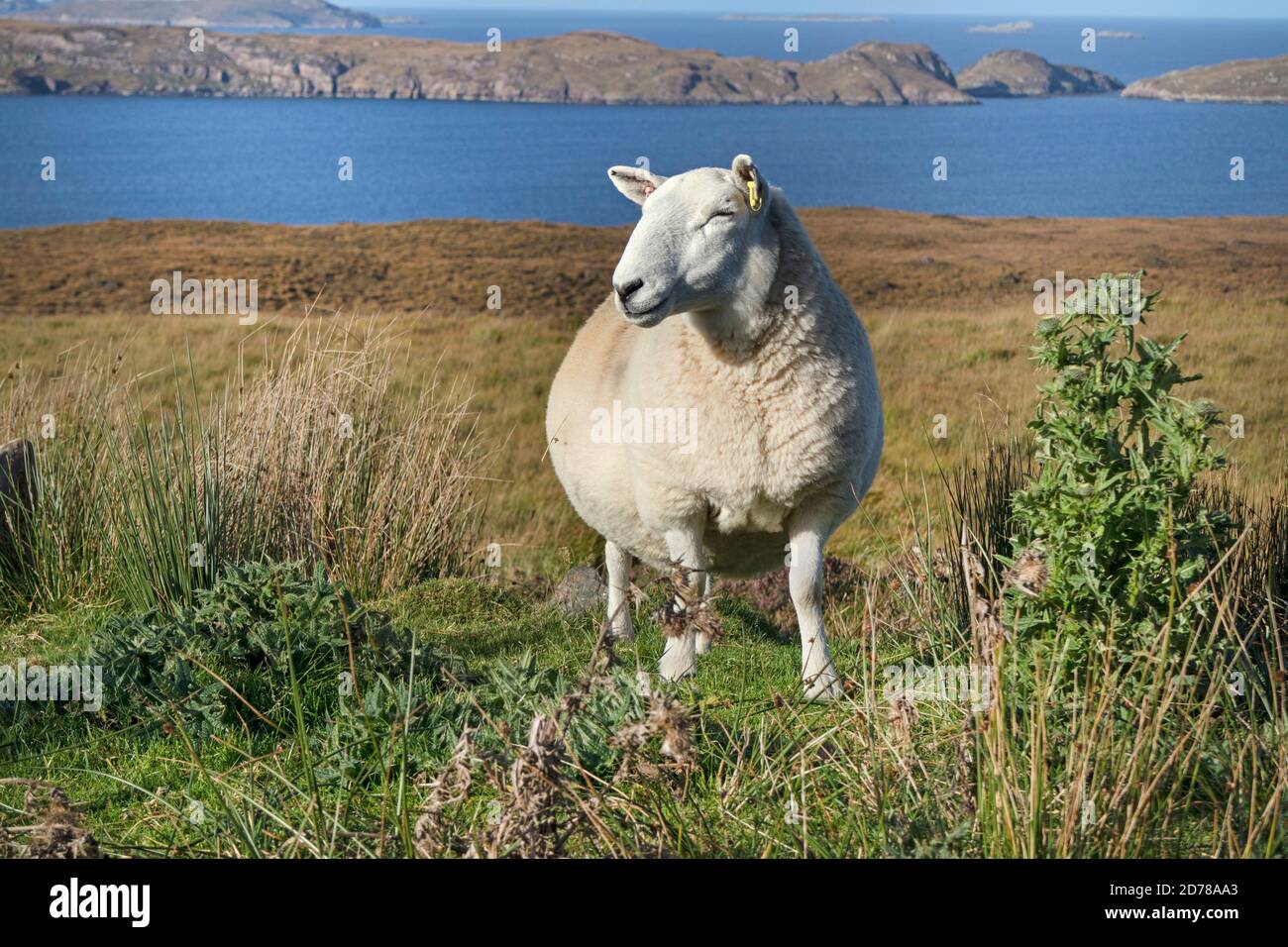 Sheep with a Backdrop of the Summer Isles, Coigach, Peninsula, Northwest Highlands, Scotland, UK, Stock Photo