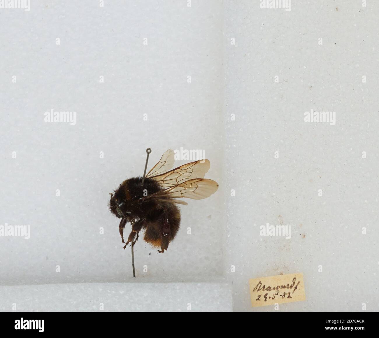 Bombus (Kallobombus) soroeensis (Fabricius), Animalia, Arthropoda, Insecta, Hymenoptera, Apidae, Apinae Stock Photo