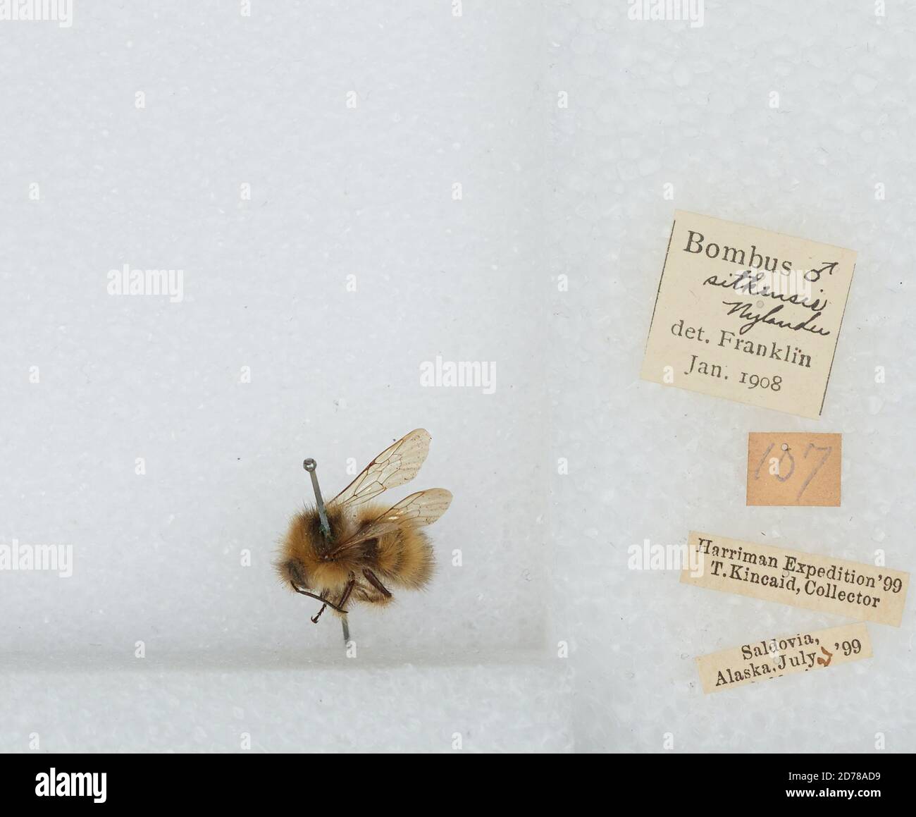 Kennai Insect Seldovia, Kenai Peninsula, Alaska, United States, Bombus (Pyrobombus ...