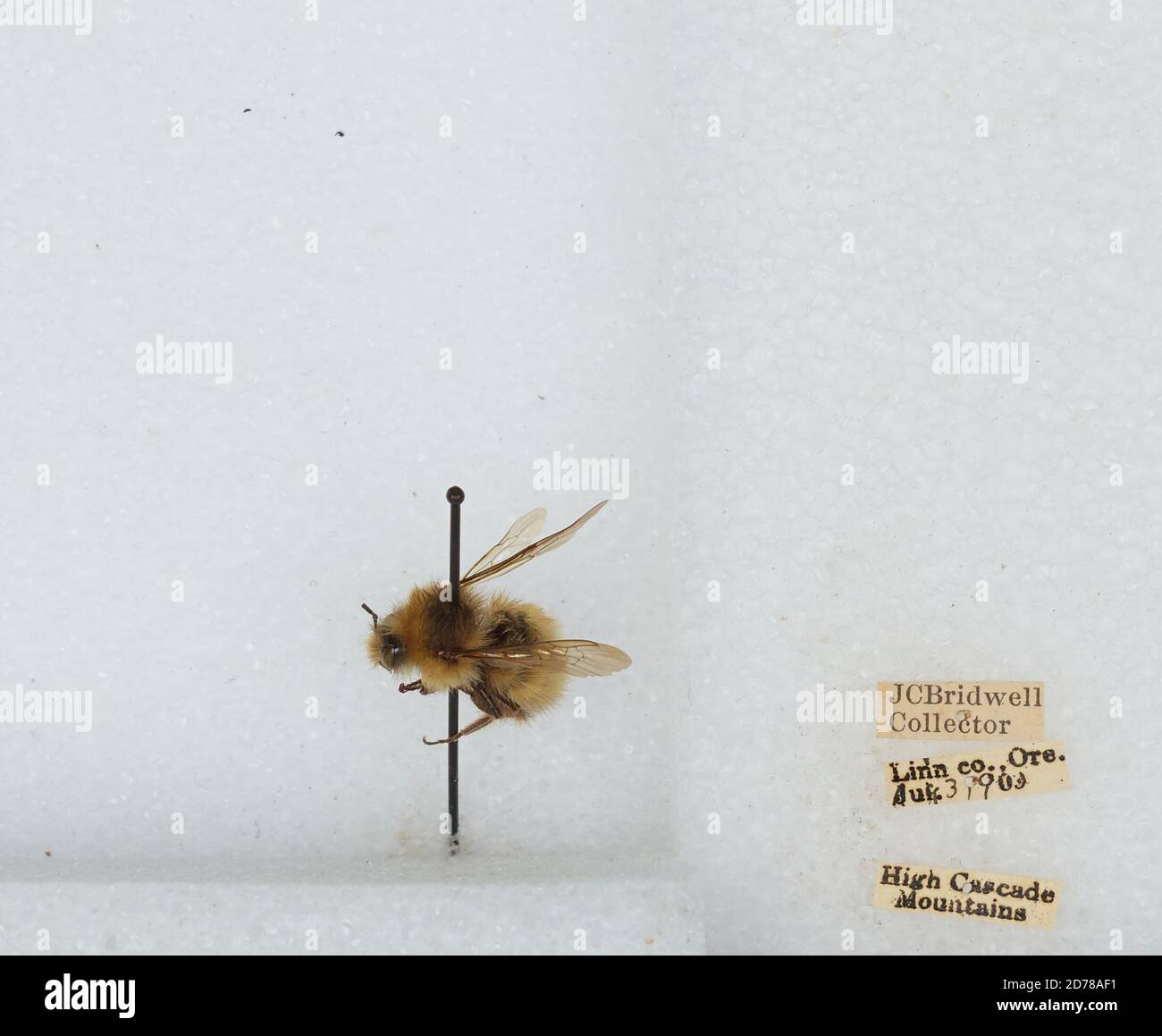 High Cascade Mountains, Linn, Oregon, United States, Bombus (Pyrobombus ...