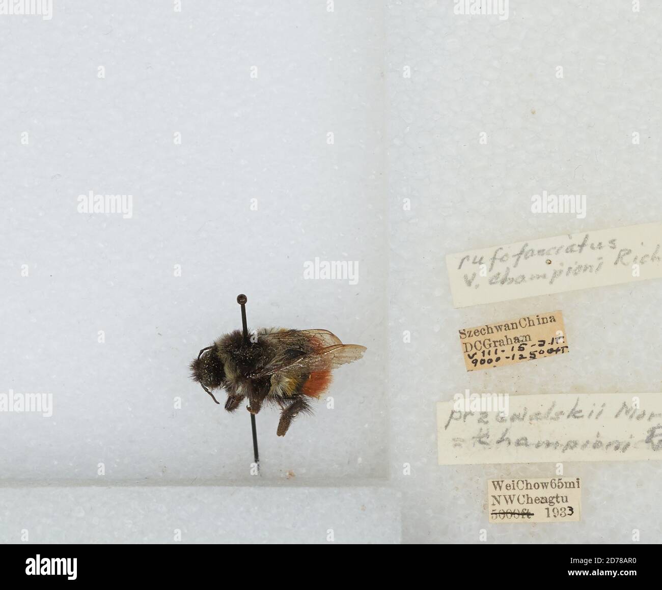 Chengdu Insects Wei Chow 65 mi NW Chengdu, Sichuan, China, Bombus (Melanobombus ...