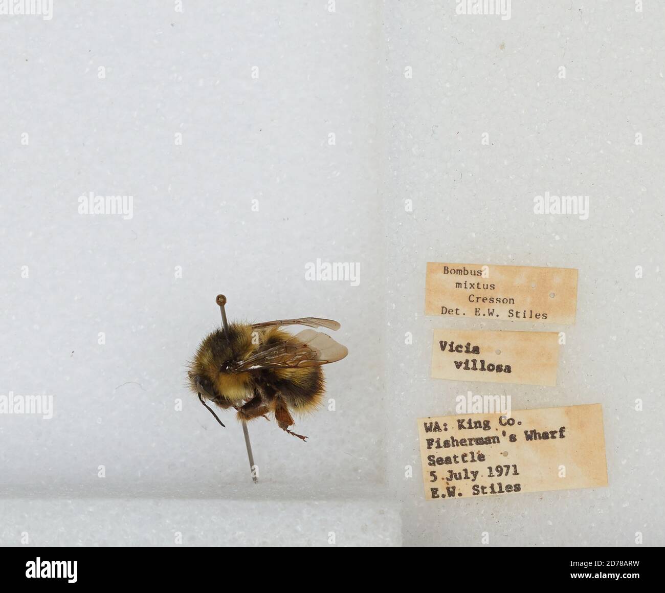 Wharf Insect Fisherman's Wharf, King, Washington, United States, Bombus (Pyrobombus ...