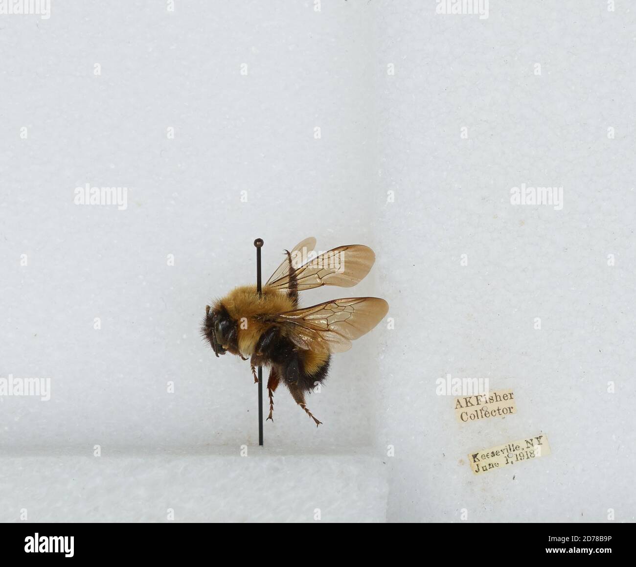 Keeseville, Essex, New York, United States, Bombus (Pyrobombus) vagans ...