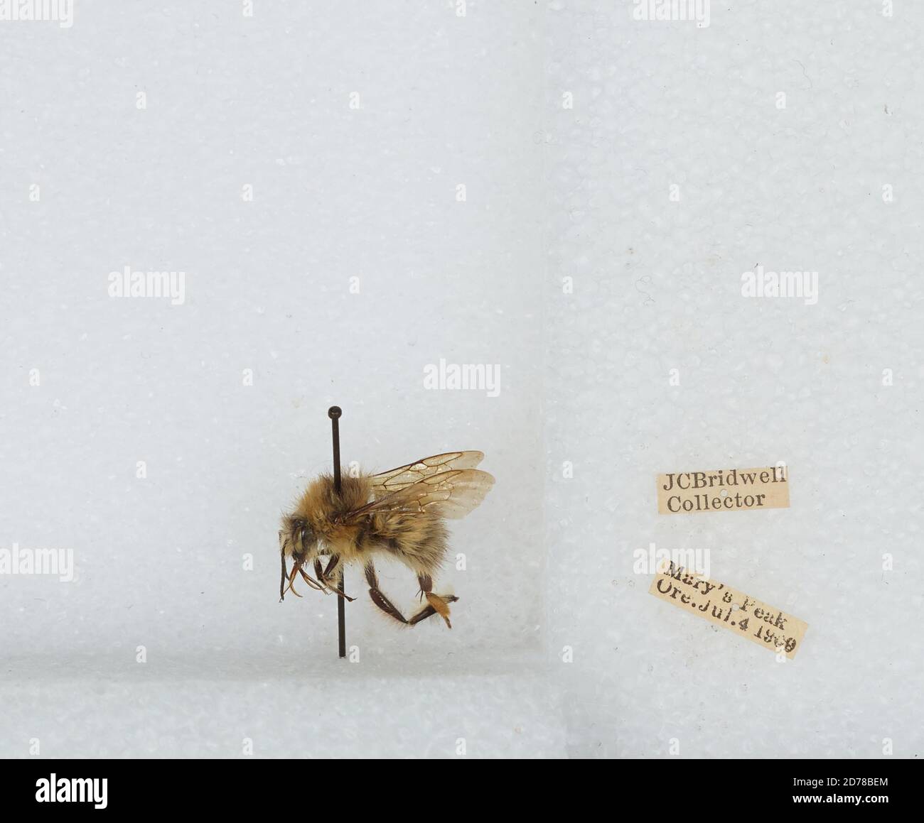 Mary's Peak, Benton, Oregon, United States, Bombus (Pyrobombus ...