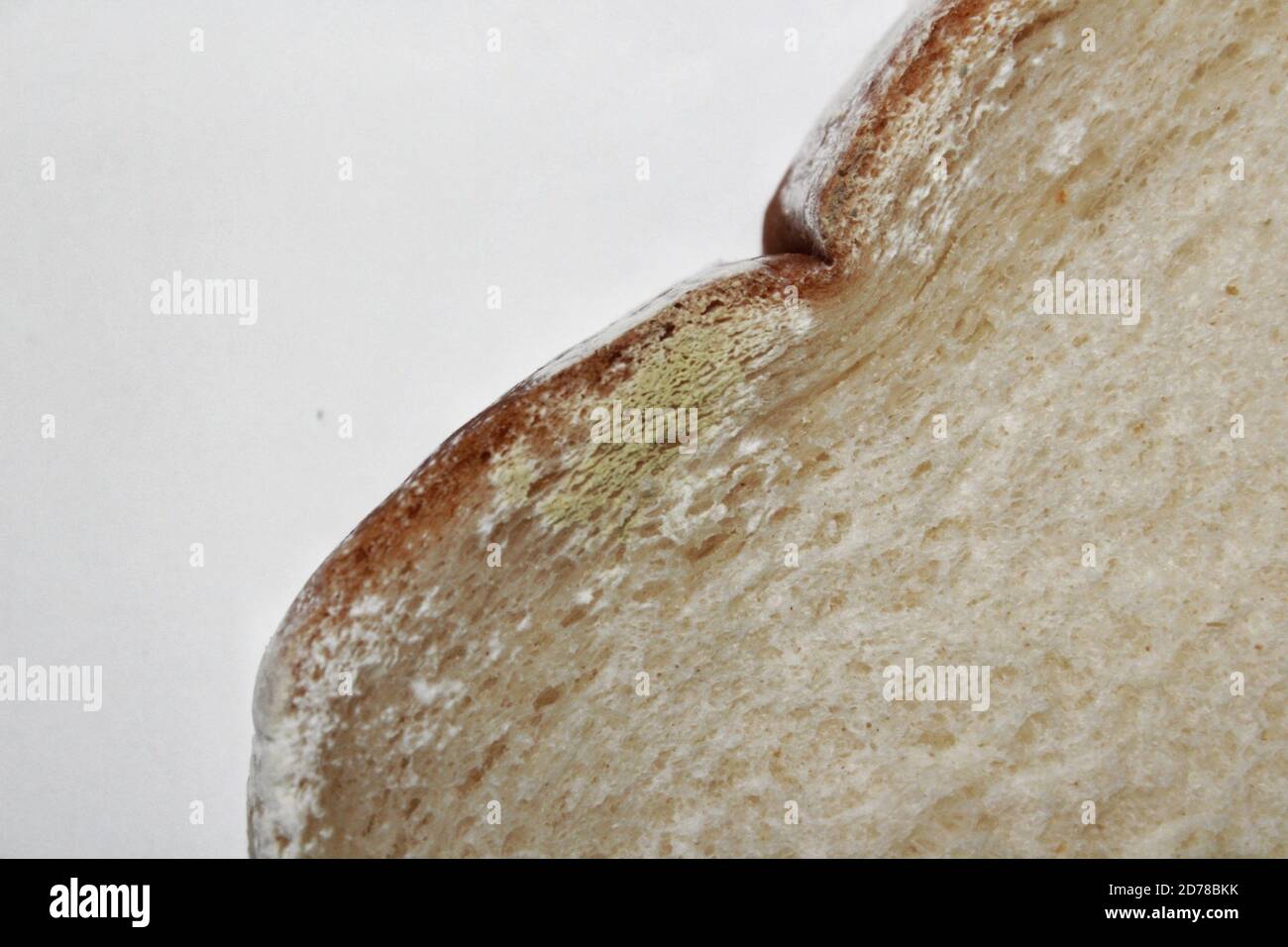 Penicillium chrysogenum mould growing on a loaf of bread.  Penicillium is used to make the antibiotic penicllin Stock Photo