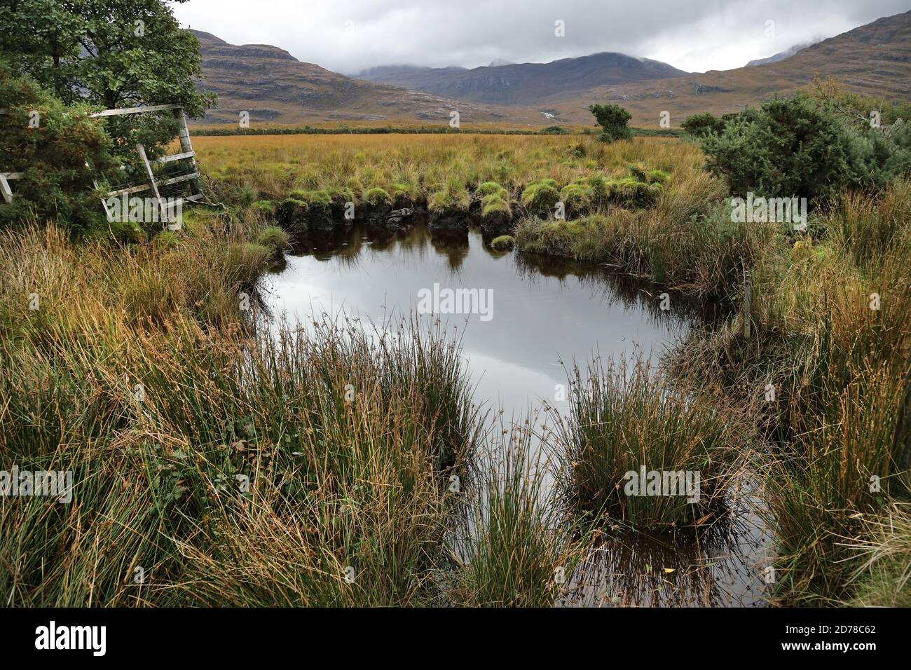 Peat Bog Habitat, Torridon, Highlands, Scotland, UK Stock Photo