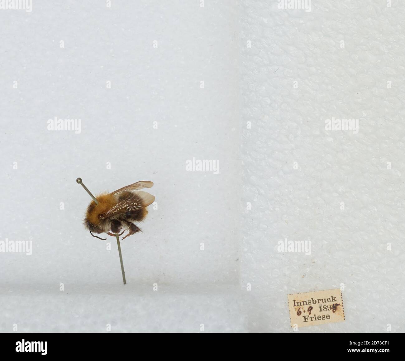 Austrian Insects Innsbruck, Innsbruck Stadt, Tyrol, Austria, Bombus (Thoracobombus ...