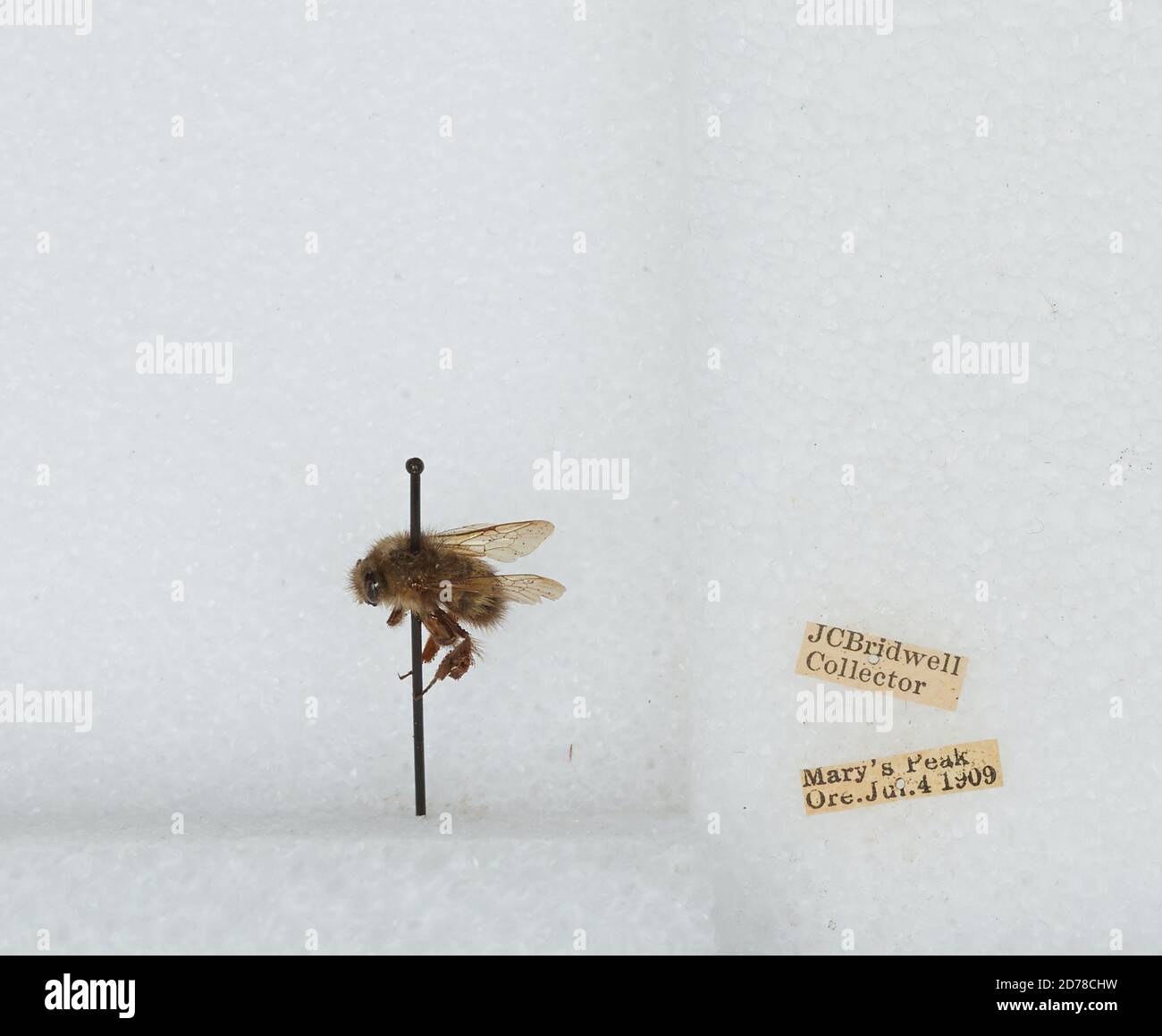 Mary's Peak, Benton, Oregon, United States, Bombus (Pyrobombus ...