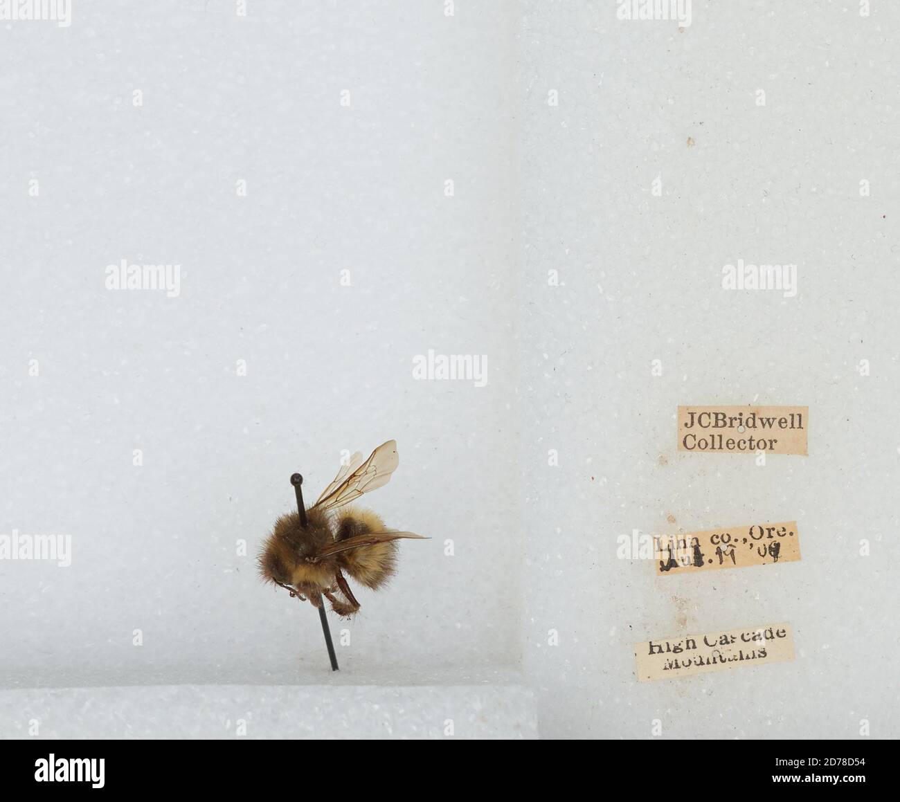High Cascade Mountains, Linn, Oregon, United States, Bombus (Pyrobombus ...