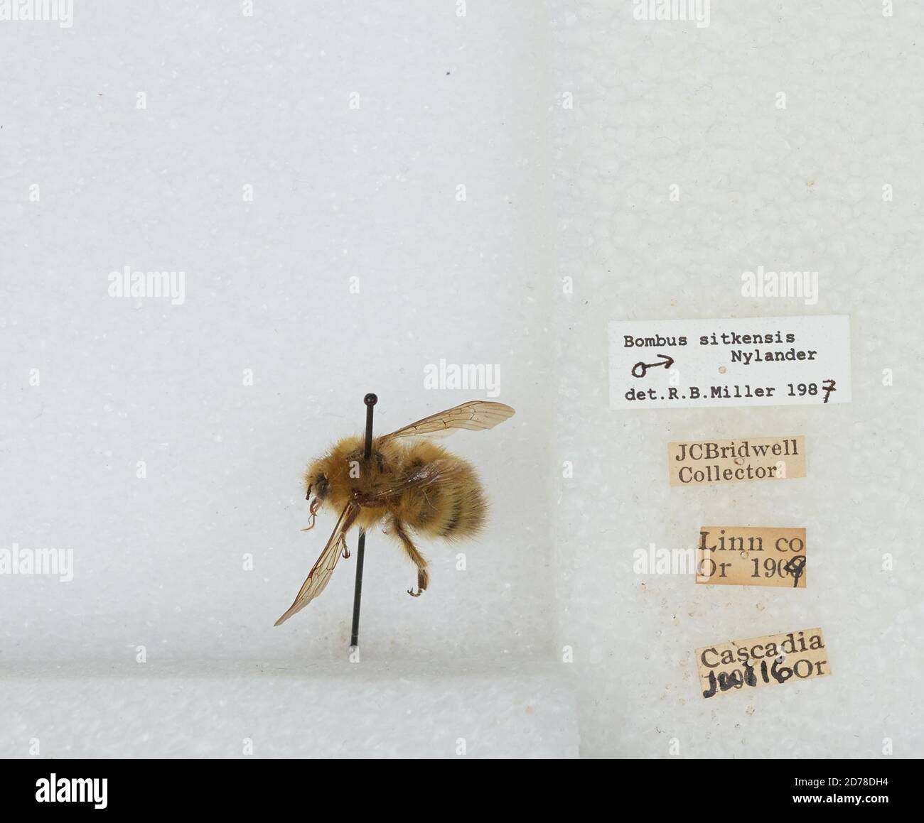Cascadia, Linn, Oregon, United States, Bombus (Pyrobombus) sitkensis ...