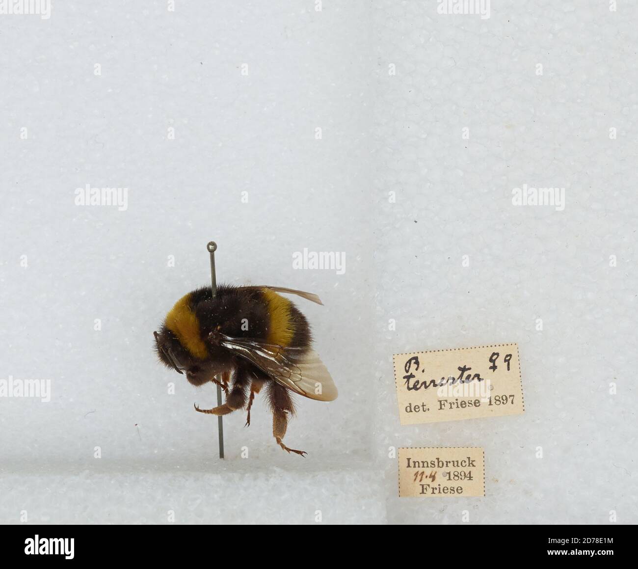 Austrian Insects Innsbruck, Innsbruck Stadt, Tyrol, Austria, Bombus (Bombus) terrestris ...