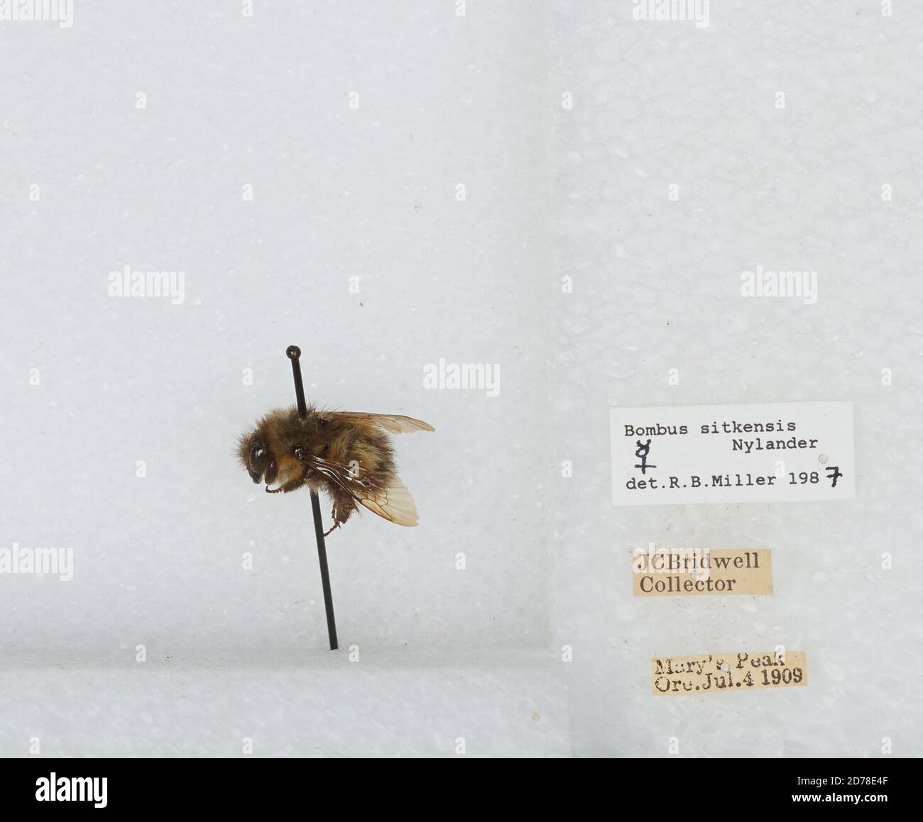 Mary's Peak, Benton, Oregon, United States, Bombus (Pyrobombus ...