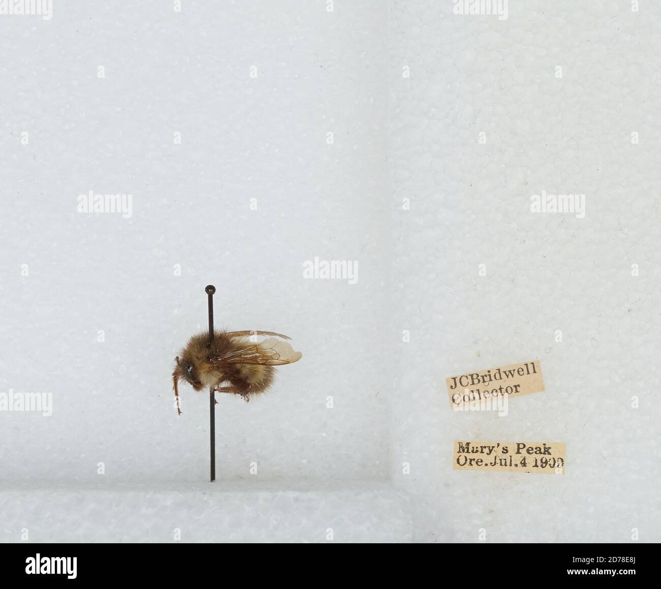Mary's Peak, Benton, Oregon, United States, Bombus (Pyrobombus ...
