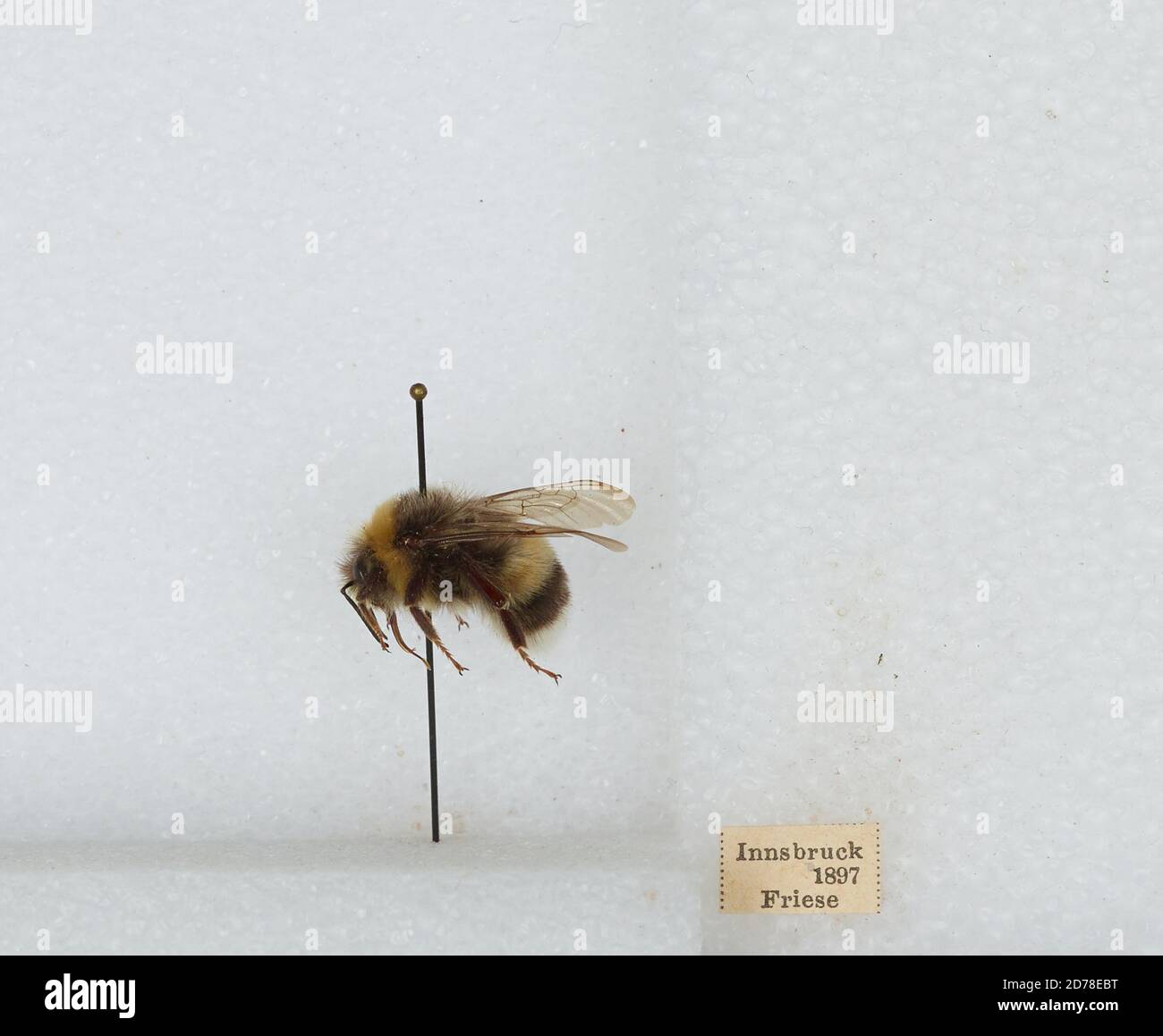Austrian Insects Innsbruck, Innsbruck Stadt, Tyrol, Austria, Bombus (Bombus) terrestris ...
