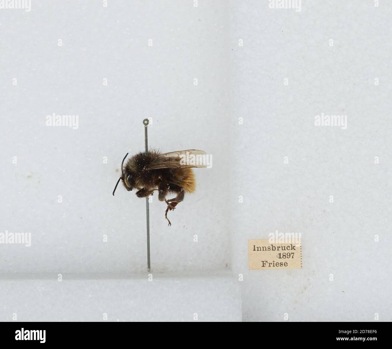 Innsbruck, Tyrol, Austria, Bombus (Rhodobombus) pomorum (Panzer), Animalia, Arthropoda, Insecta, Hymenoptera, Apidae, Apinae Stock Photo