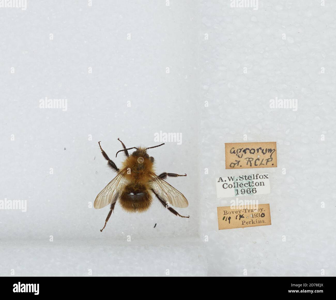 Bovey-Tracey, Devon Shire, England, United Kingdom, Bombus ...