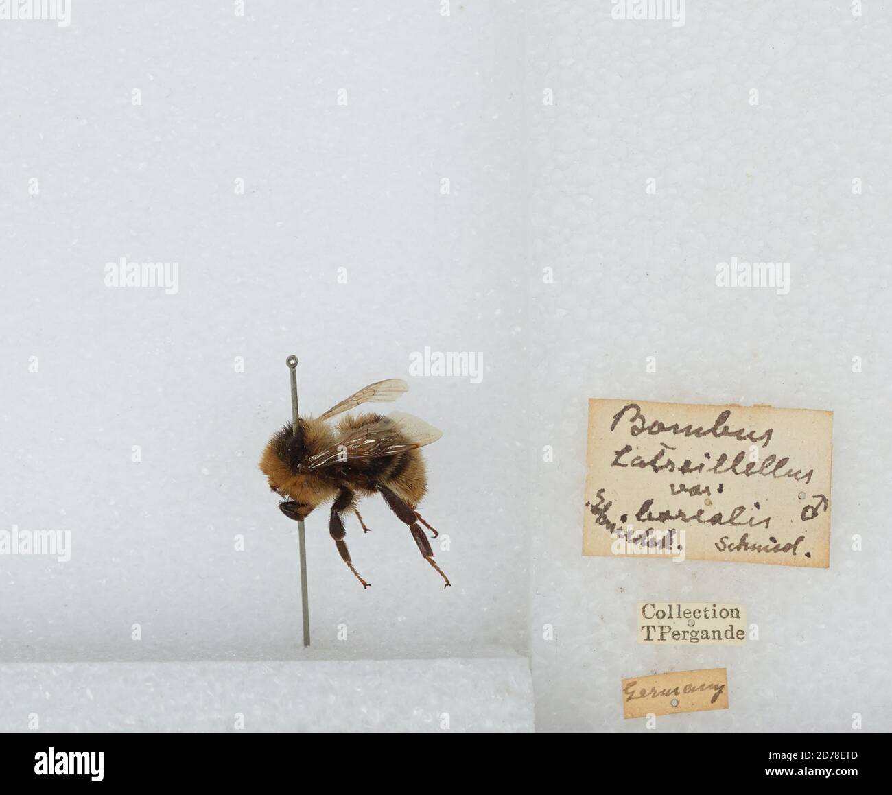 Germany, Bombus (Subterraneobombus) subterraneus (Linnaeus), Animalia, Arthropoda, Insecta, Hymenoptera, Apidae, Apinae Stock Photo