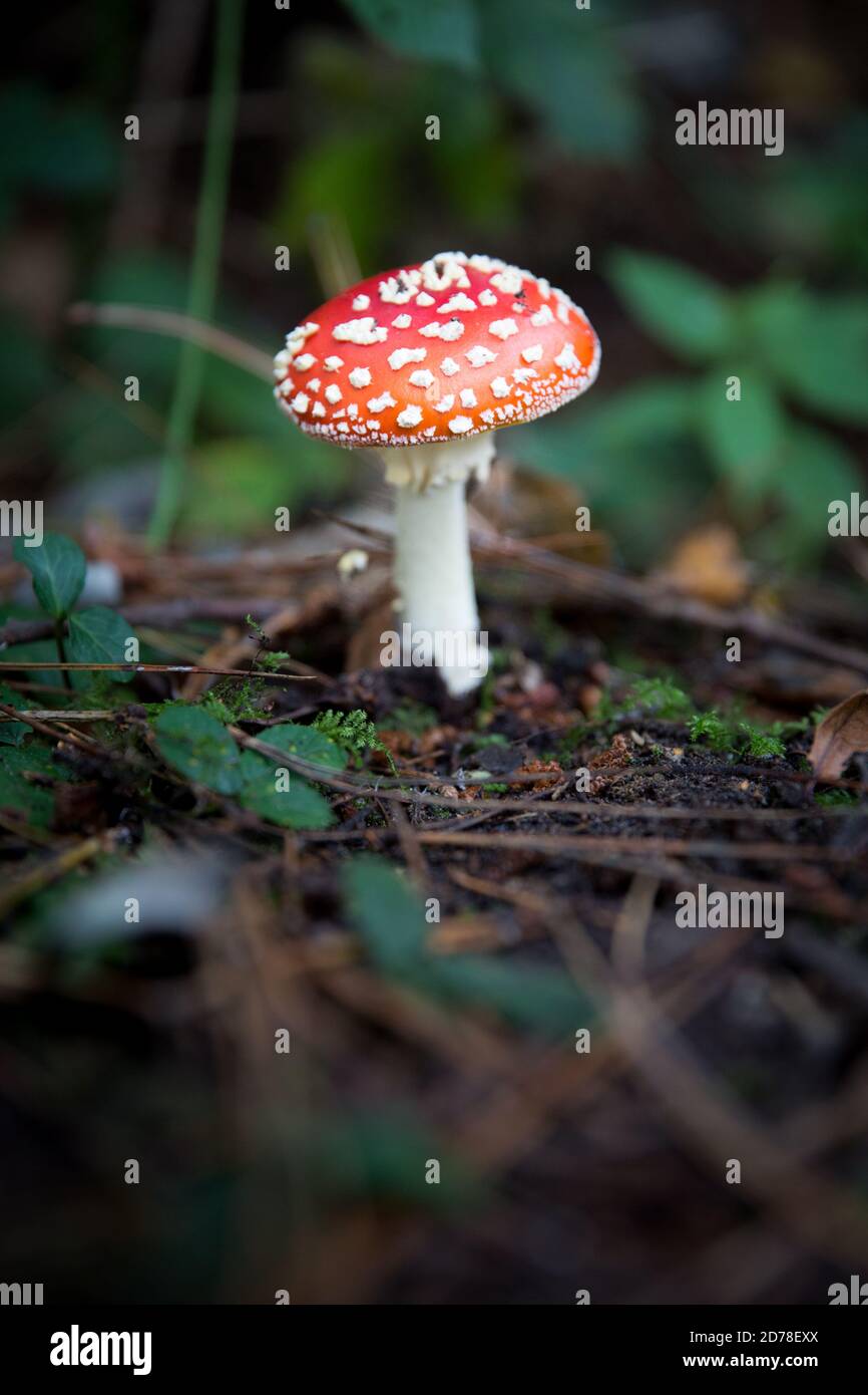 A poisonous red capped toadstool on the woodland floor with copy space Stock Photo