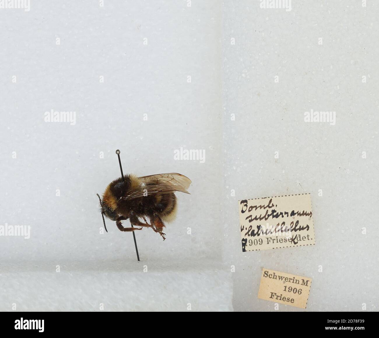 Schwerin, Mecklenburg-Vorpommern, Germany, Bombus (Subterraneobombus) subterraneus (Linnaeus), Animalia, Arthropoda, Insecta, Hymenoptera, Apidae, Apinae Stock Photo