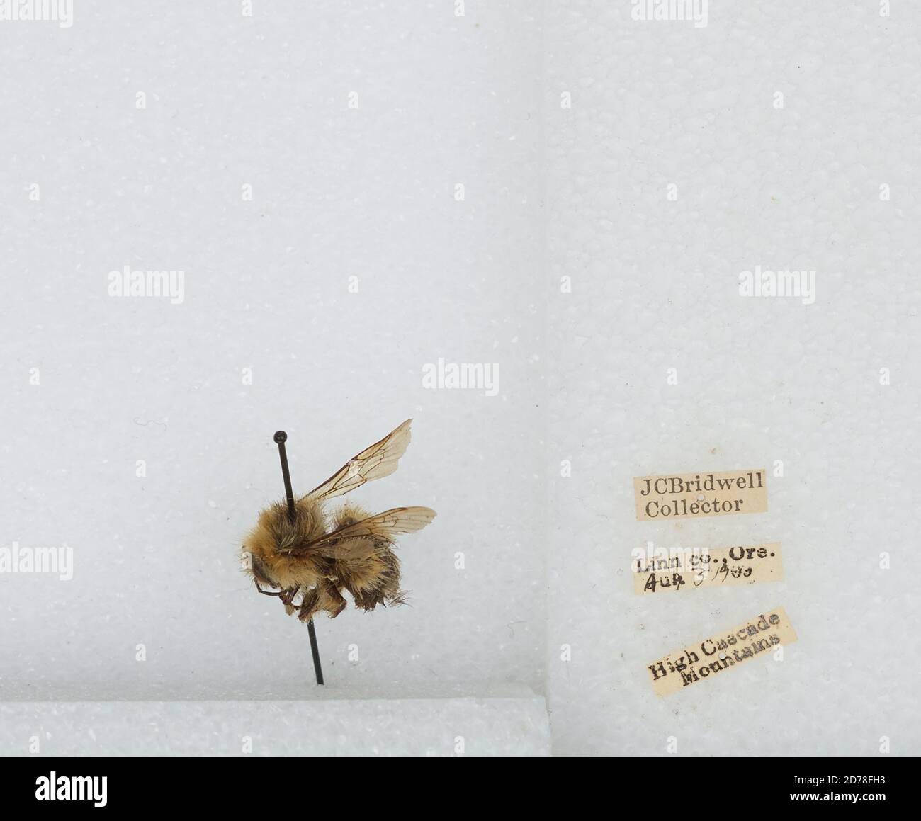 High Cascade Mountains, Linn, Oregon, United States, Bombus (Pyrobombus ...