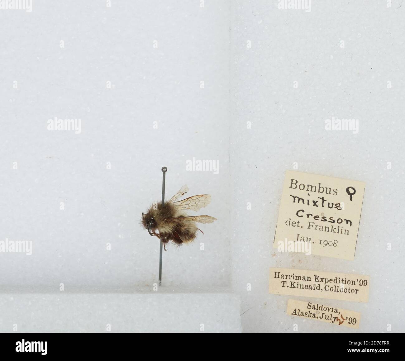 Kennai Insect Seldovia, Kenai Peninsula, Alaska, United States, Bombus (Pyrobombus ...