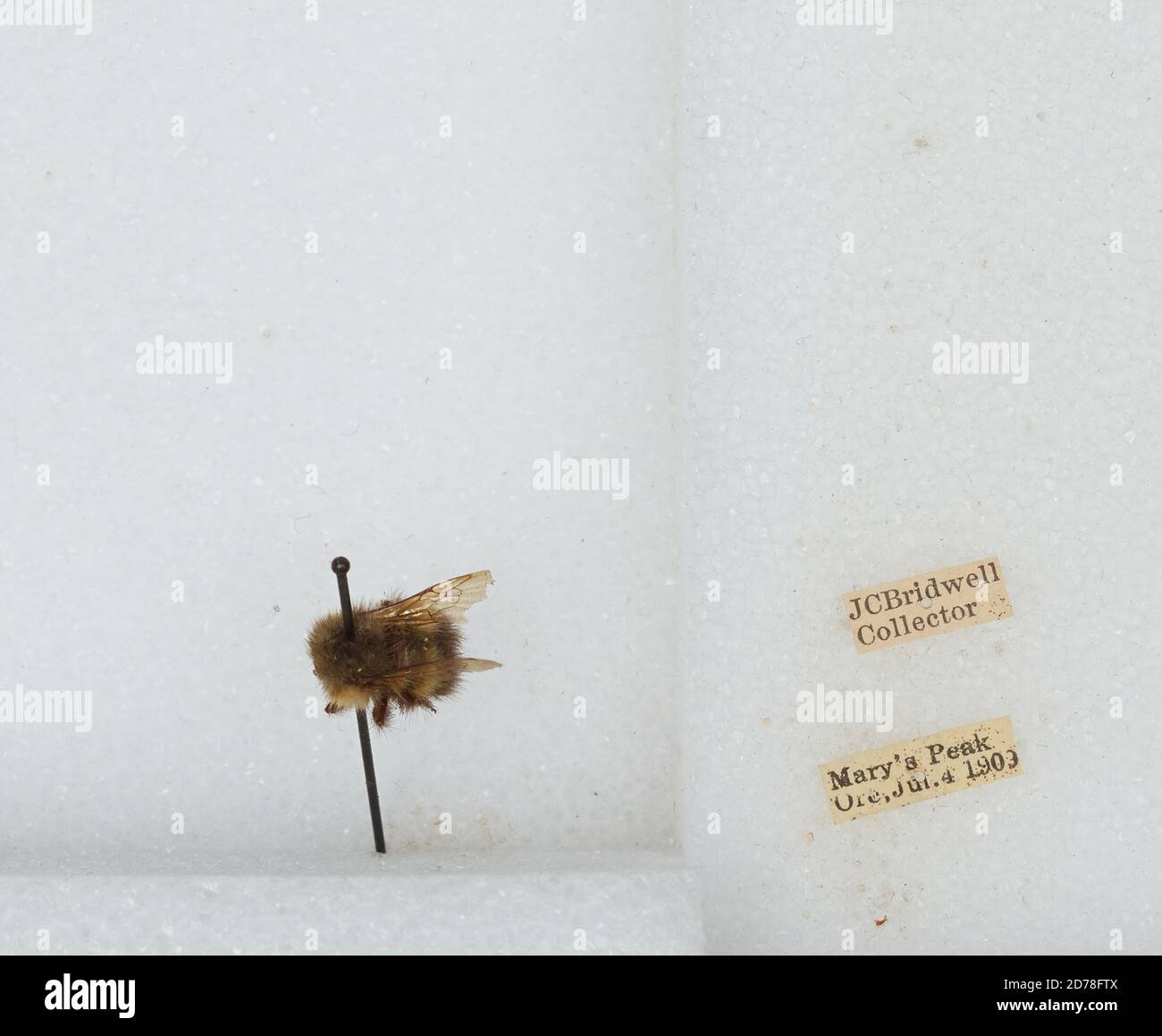 Mary's Peak, Benton, Oregon, United States, Bombus (Pyrobombus ...