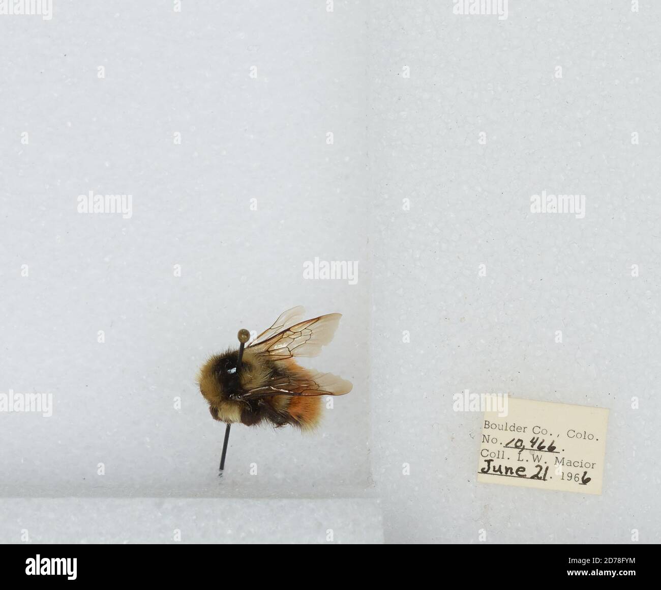 Fym Insect Boulder, Colorado, United States, Bombus (Pyrobombus) sylvicola Kirby ...