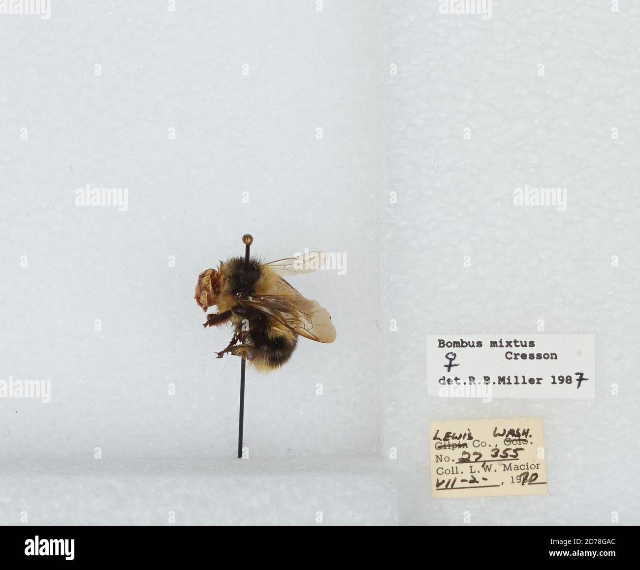 Labombom Insect Lewis, Washington, United States, Bombus (Pyrobombus) mixtus Cresson ...