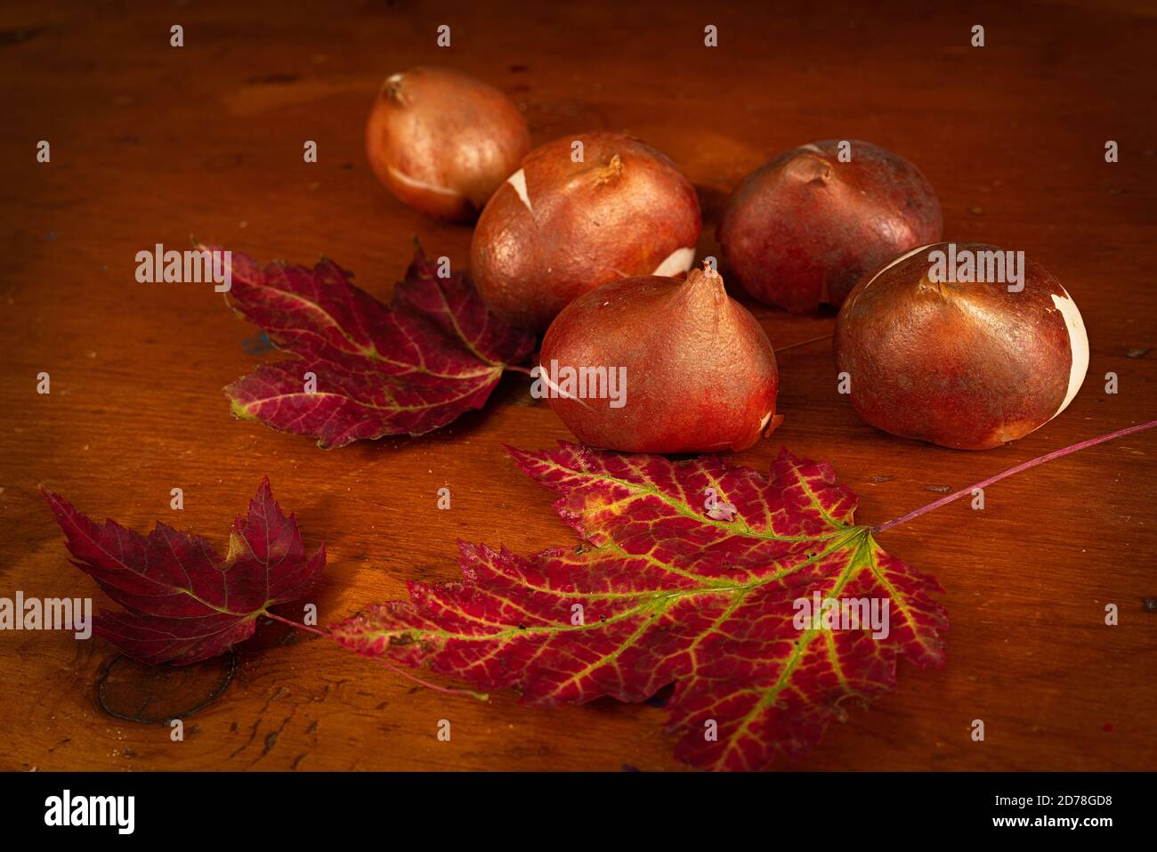 Tulip bulbs with fall maple leaves on a wooden table. Stock Photo