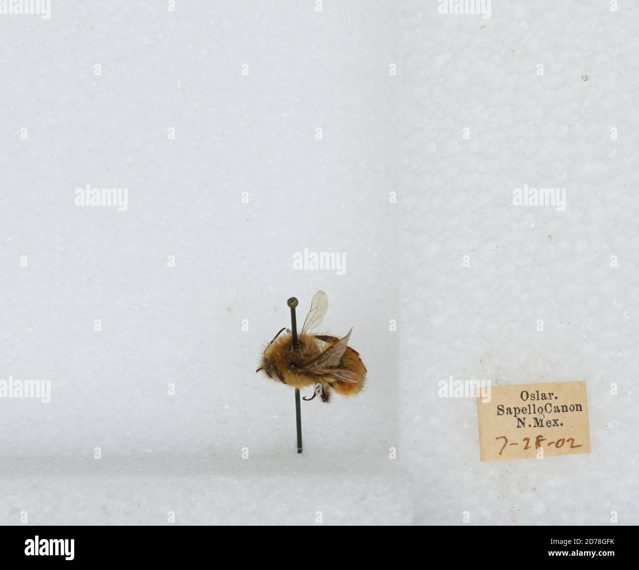 Miguel Insect Sapello Canyon, San Miguel, New Mexico, United States, Bombus ...
