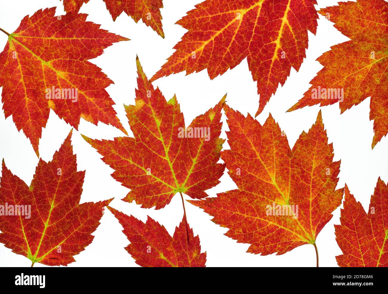 Red maple leaves showing fall coloration. Stock Photo
