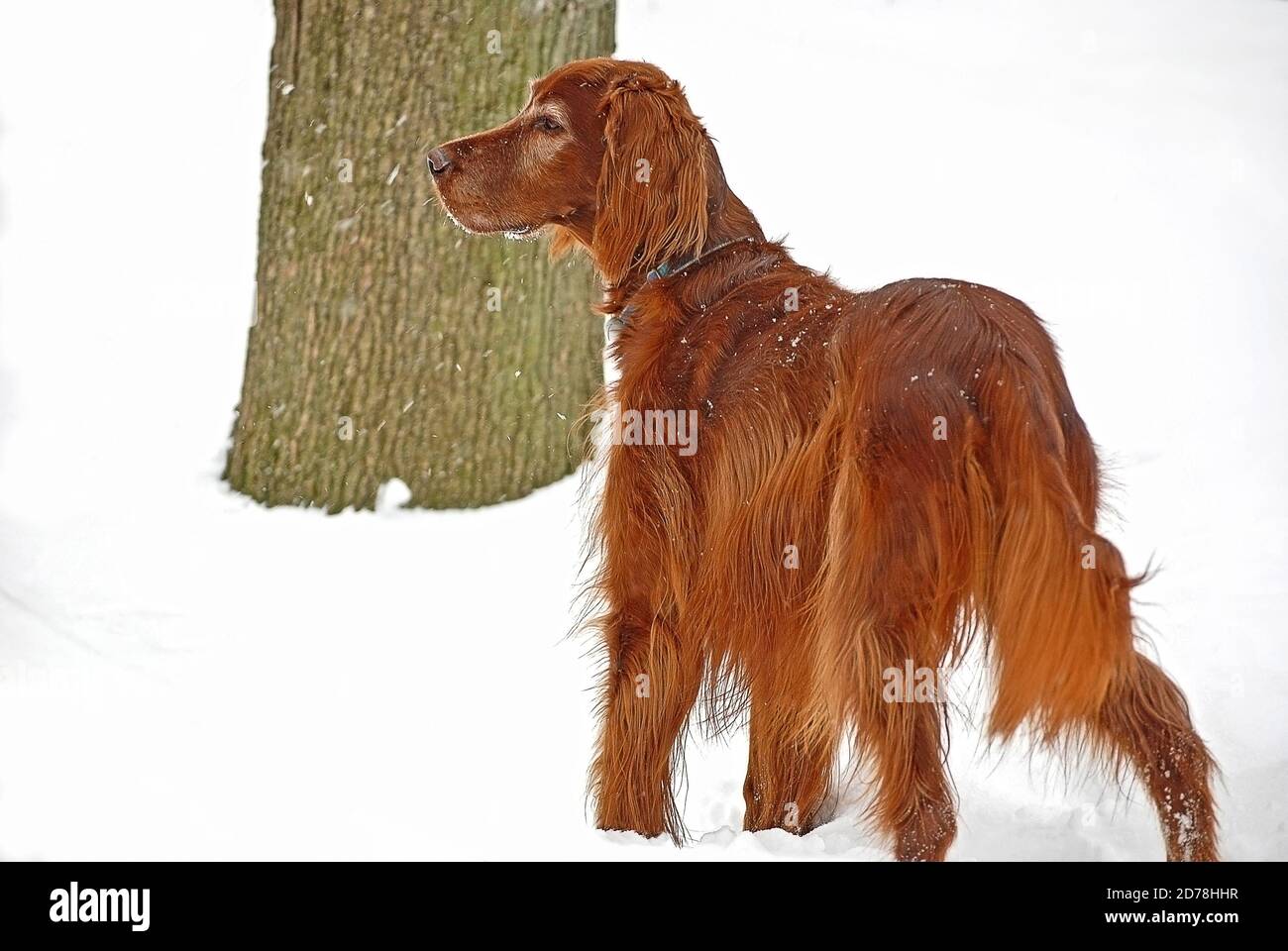 Irish setter in snow by large tree trunk Stock Photo