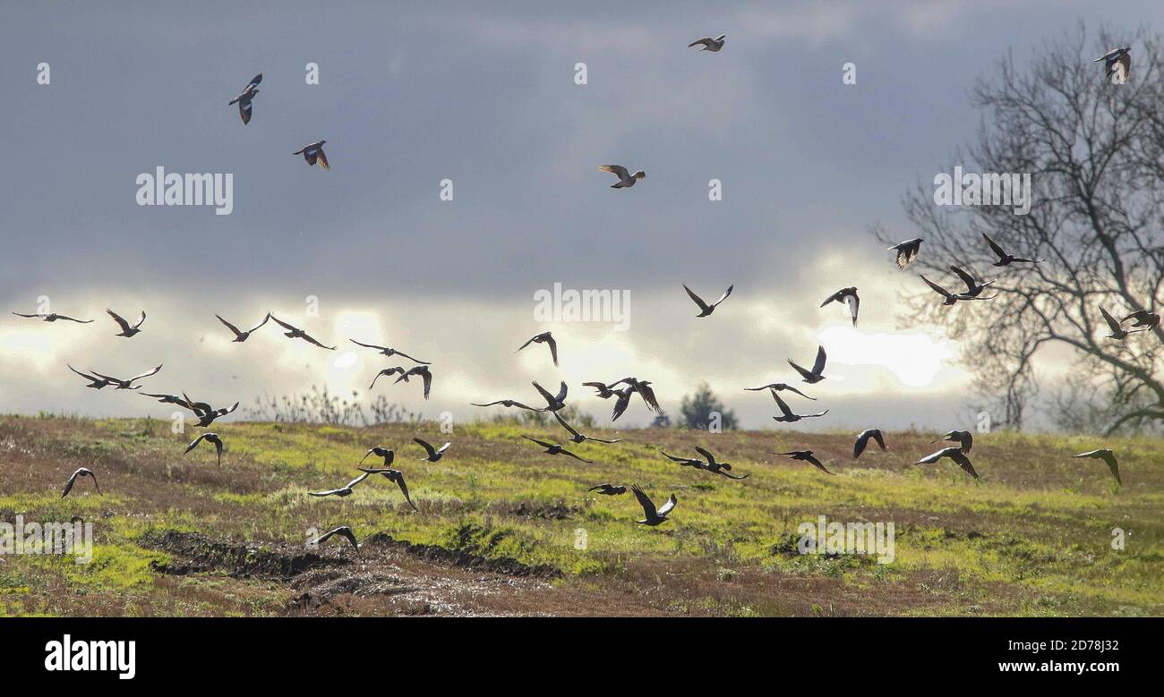 Magheralin, County Armagh, Northern Ireland. 21 Oct 2020. UK weather: sunny spells with sharp heavy showers sweeping through on an increasing westerly breeze. A mixed flock of birds lifting off in the breeze and sunlight. Credit: CAZIMB/Alamy Live News. Stock Photo
