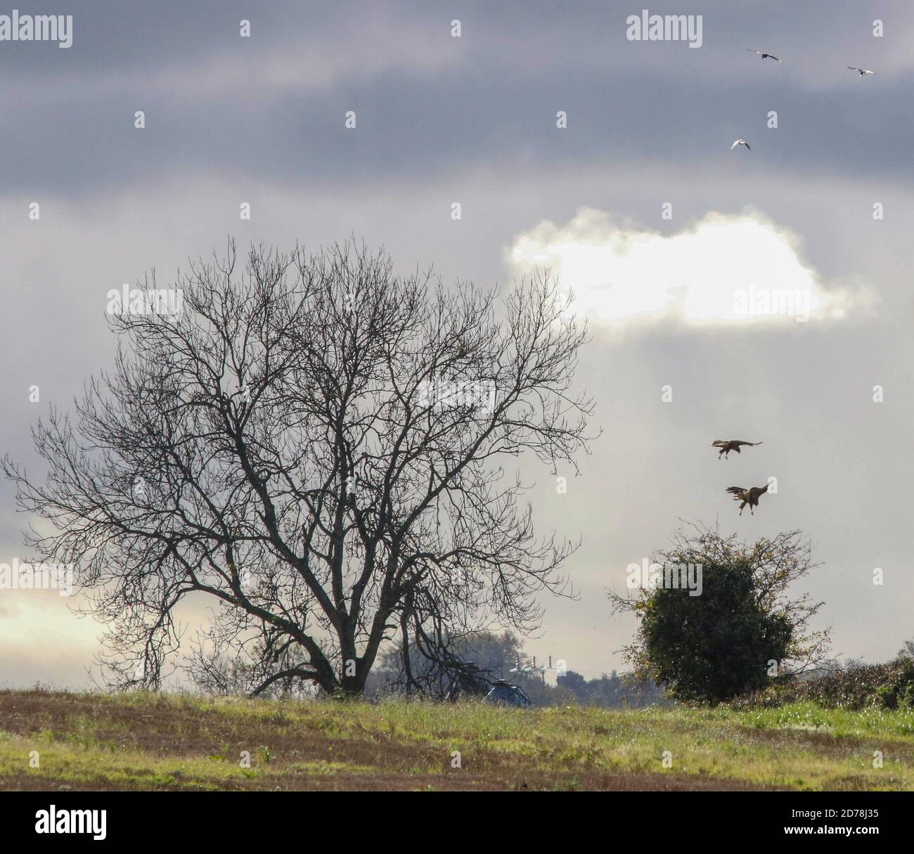 Magheralin, County Armagh, Northern Ireland. 21 Oct 2020. UK weather: sunny spells with sharp heavy showers sweeping through on an increasing westerly breeze. Two buzzards in flight and about to land. Credit: CAZIMB/Alamy Live News. Stock Photo
