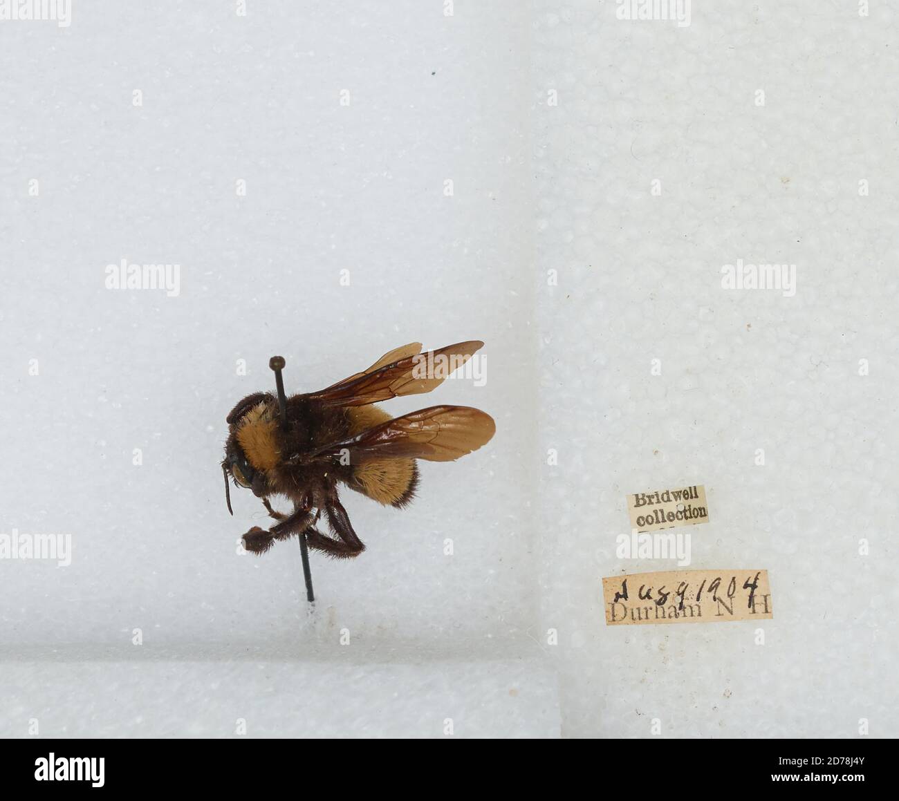 Durham, Strafford, New Hampshire, United States, Bombus (Fervidobombus ...