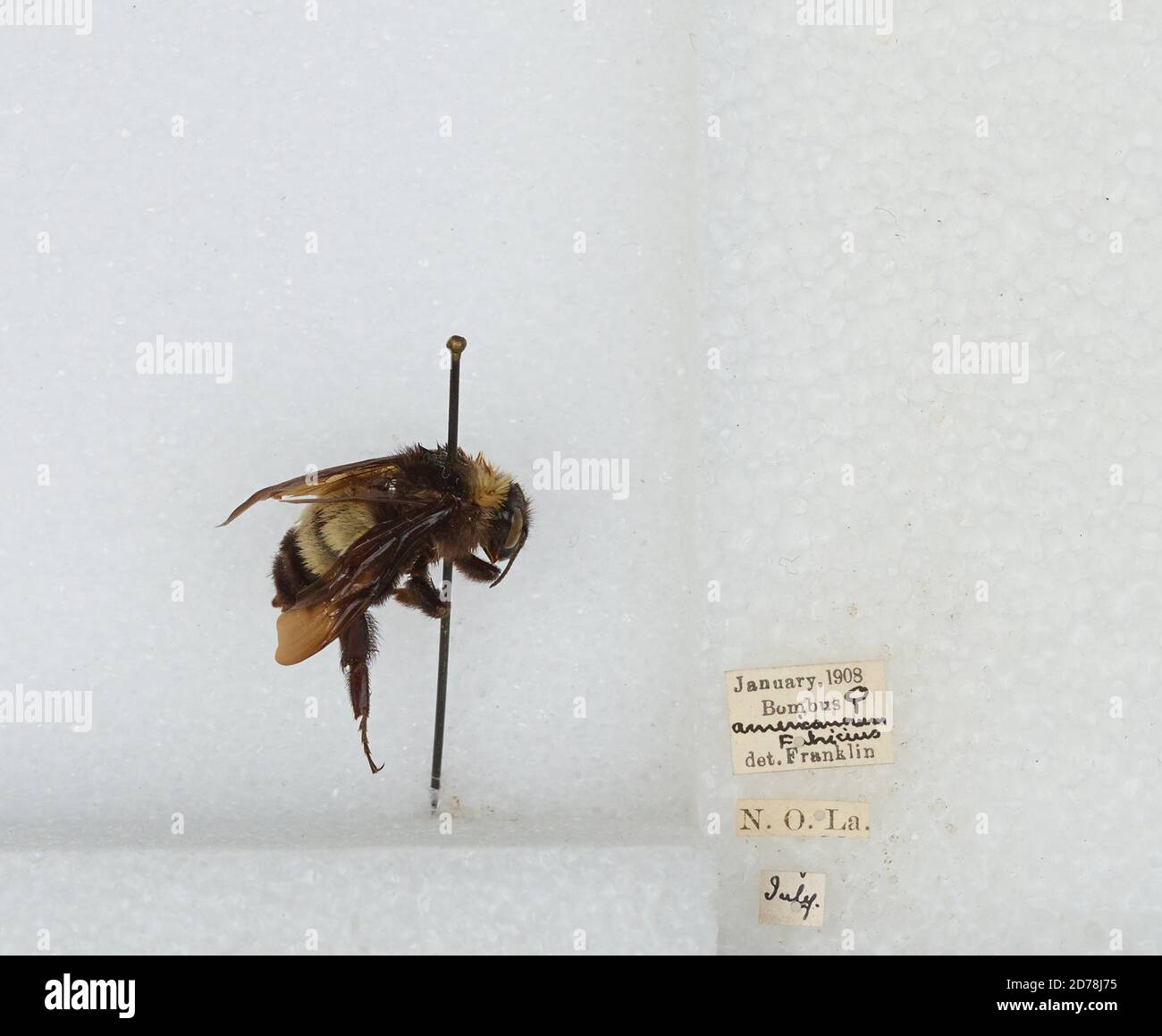 Labombom Insect New Orleans, Orleans, Louisiana, United States, Bombus (Fervidobombus ...