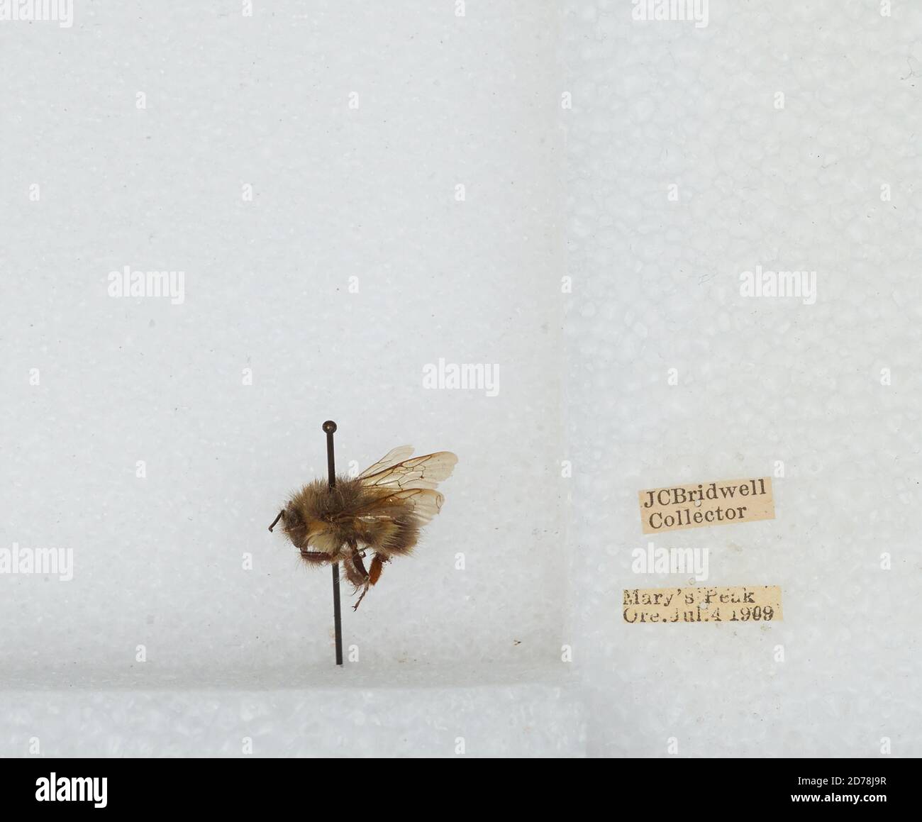 Mary's Peak, Benton, Oregon, United States, Bombus (Pyrobombus ...