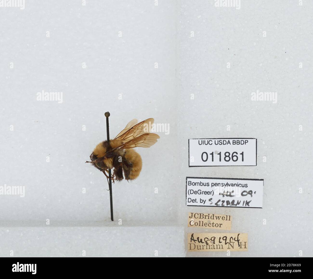 Strafford, New Hampshire, United States, Bombus (Fervidobombus ...