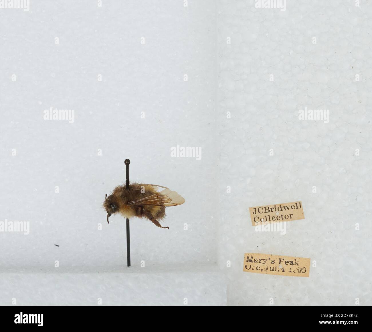 Mary's Peak, Benton, Oregon, United States, Bombus (Pyrobombus ...