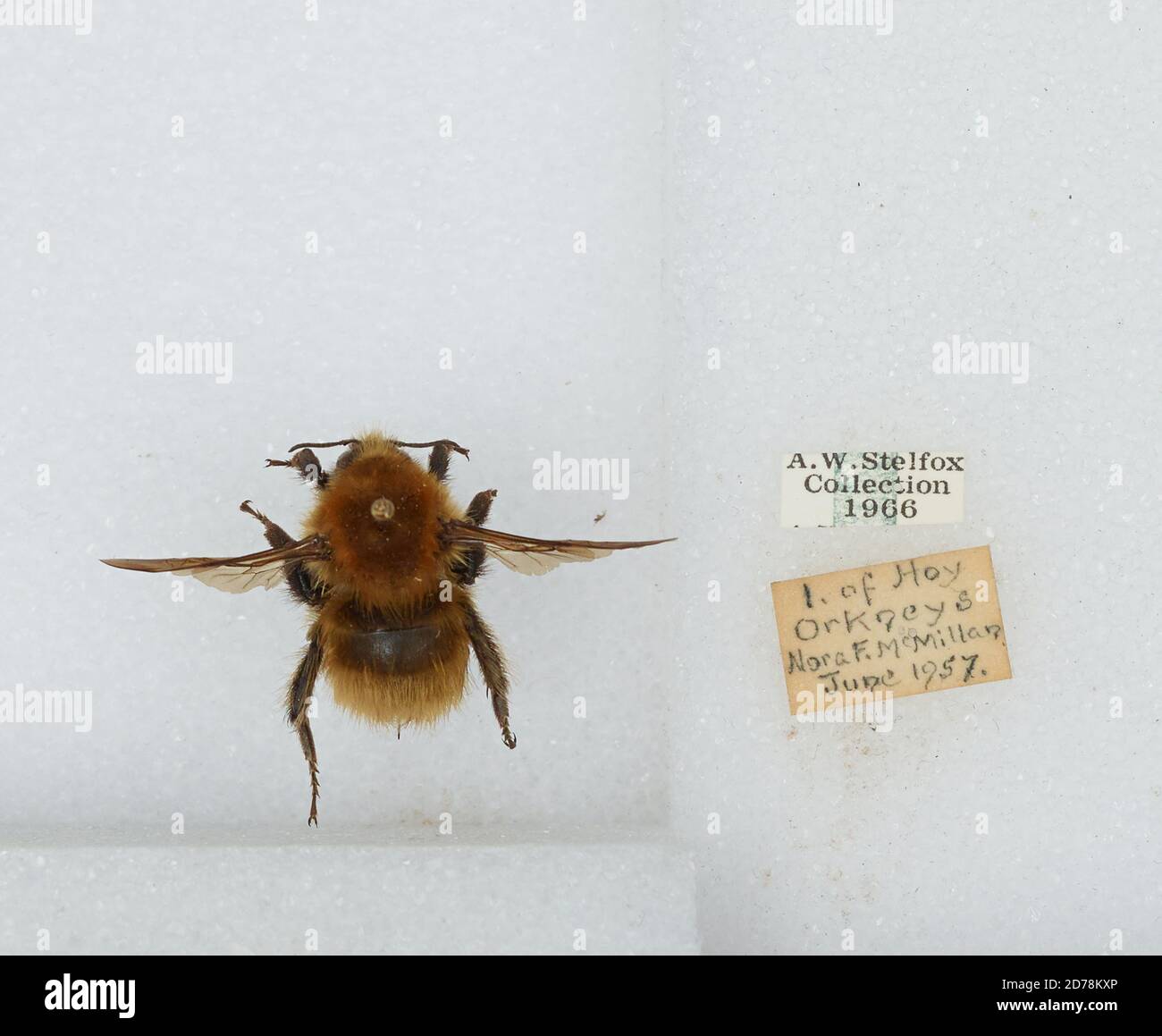 Hoy Island: part of the Orkney group, Scotland, United Kingdom, Bombus ...