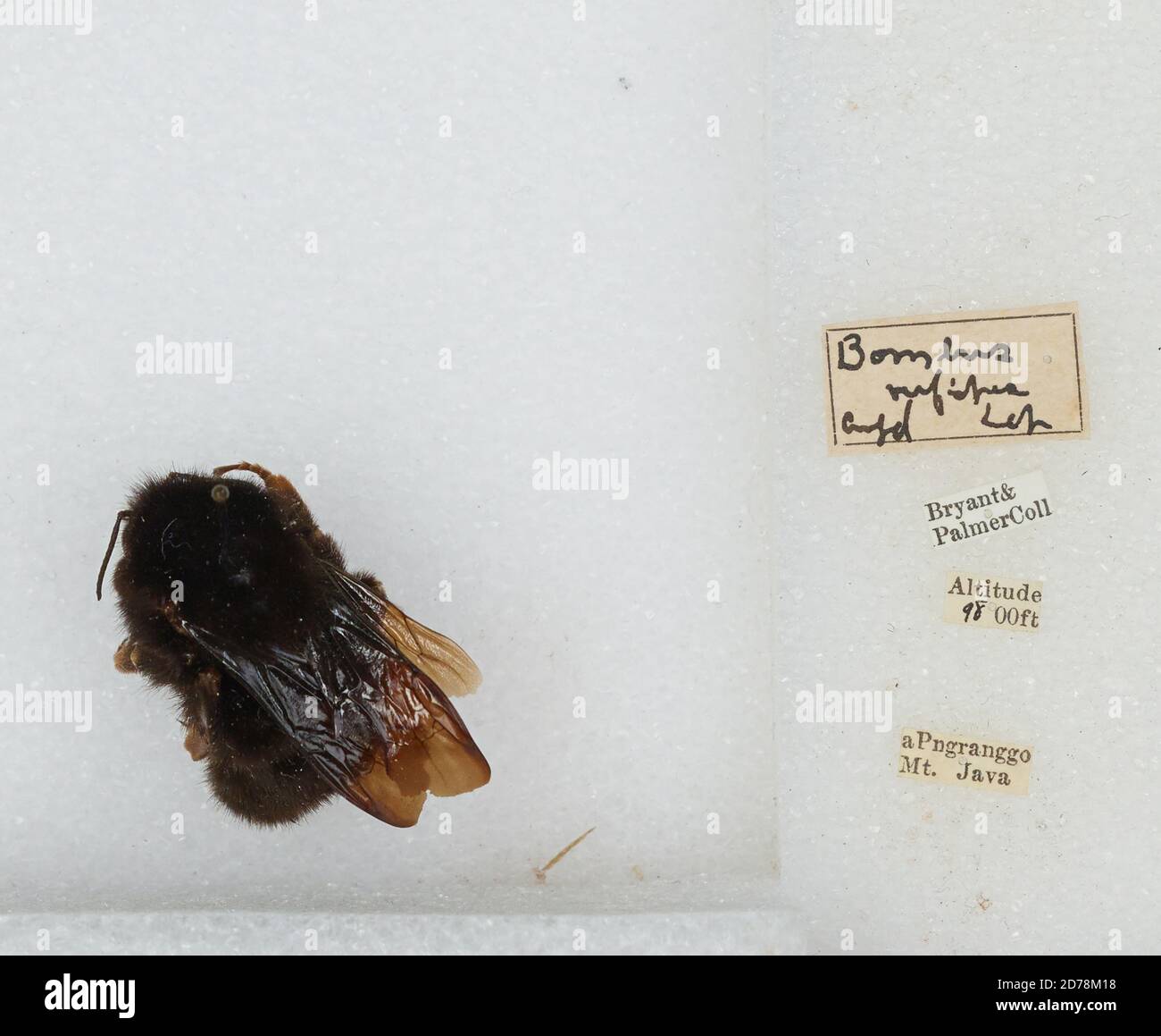Mount Pangrango, West Java, Indonesia, Bombus (Rufipedibombus) rufipes ...
