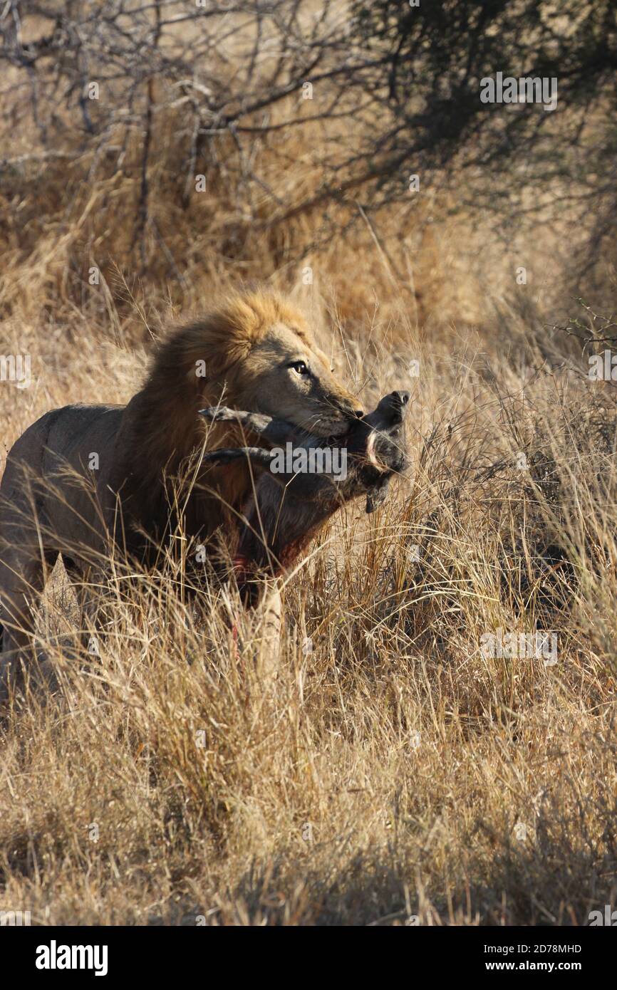 A Male Lion With A Baby Warthog Stock Photo Alamy