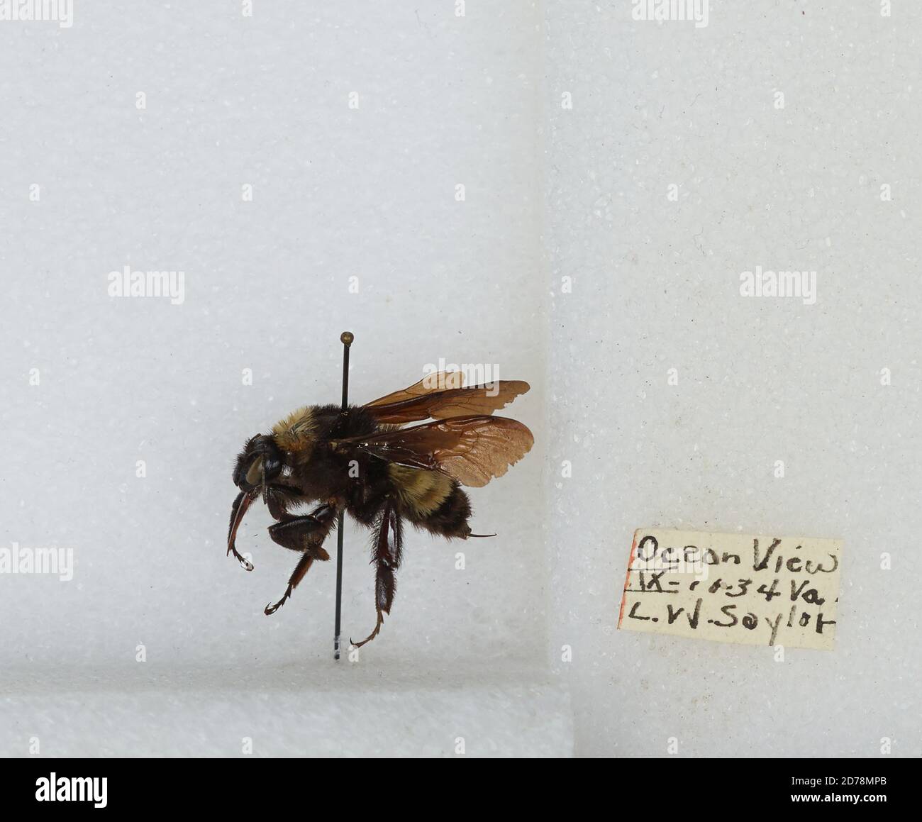 Norfolk Insects Ocean View, Norfolk, Virginia, United States, Bombus sp., Animalia ...