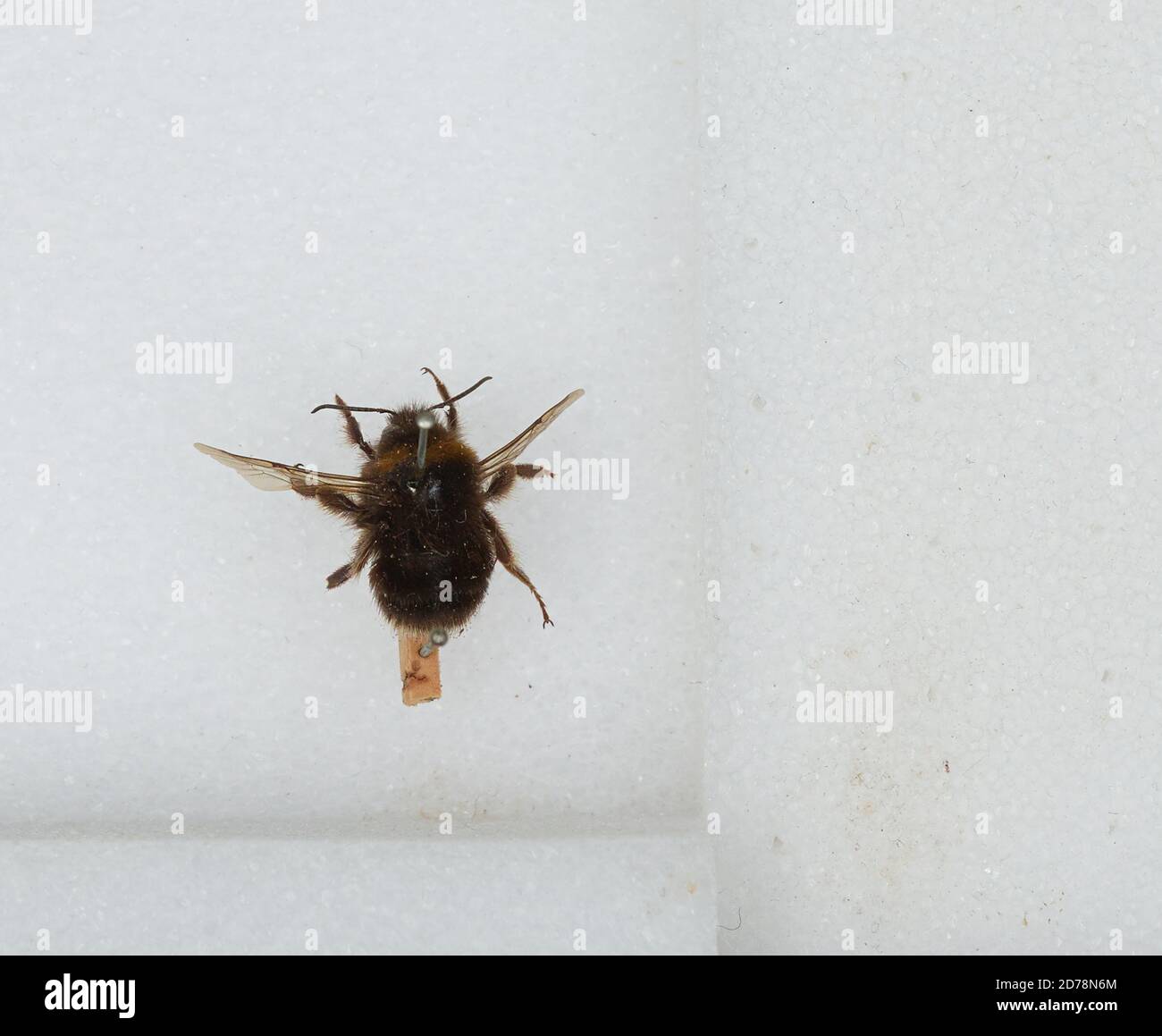 Bombus (Subterraneobombus) subterraneus (Linnaeus), Animalia, Arthropoda, Insecta, Hymenoptera, Apidae, Apinae Stock Photo