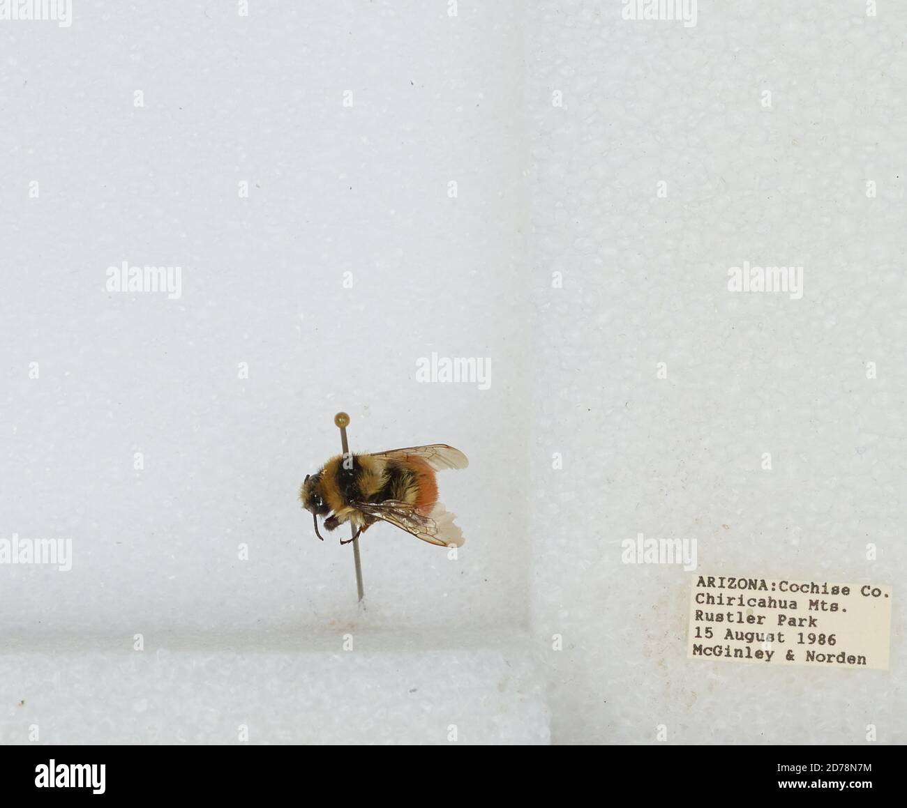 Chiricahua Mountains, Rustler Park, Cochise, Arizona, United States, Bombus sp., Animalia